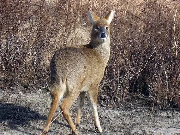 고라니 엉덩이