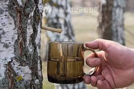 자작나무수액 효능